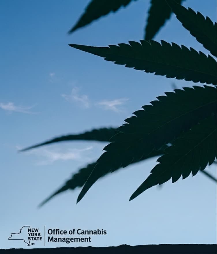 Cannabis leaf against a blue sky