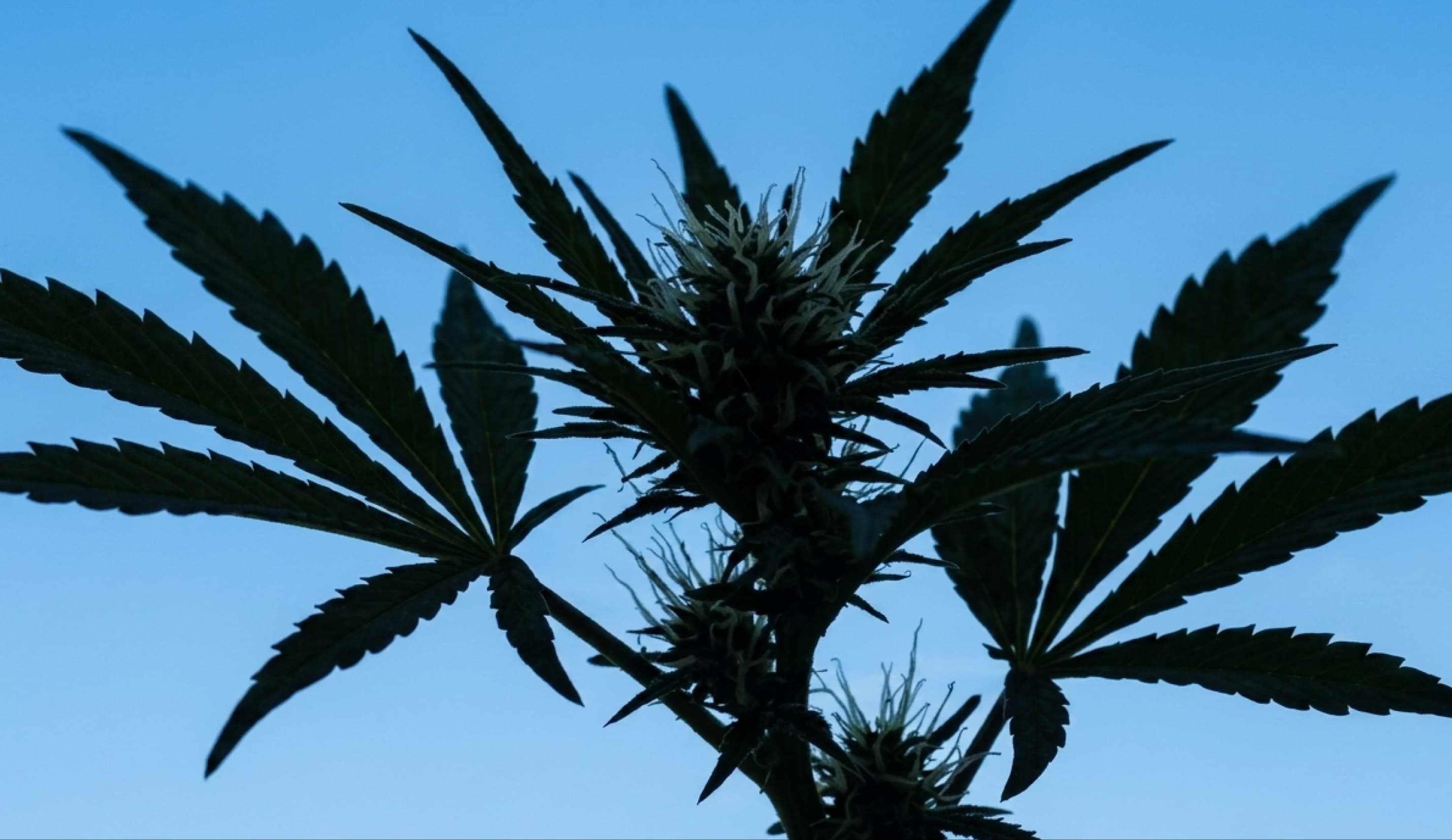 Cannabis plant against a blue sky