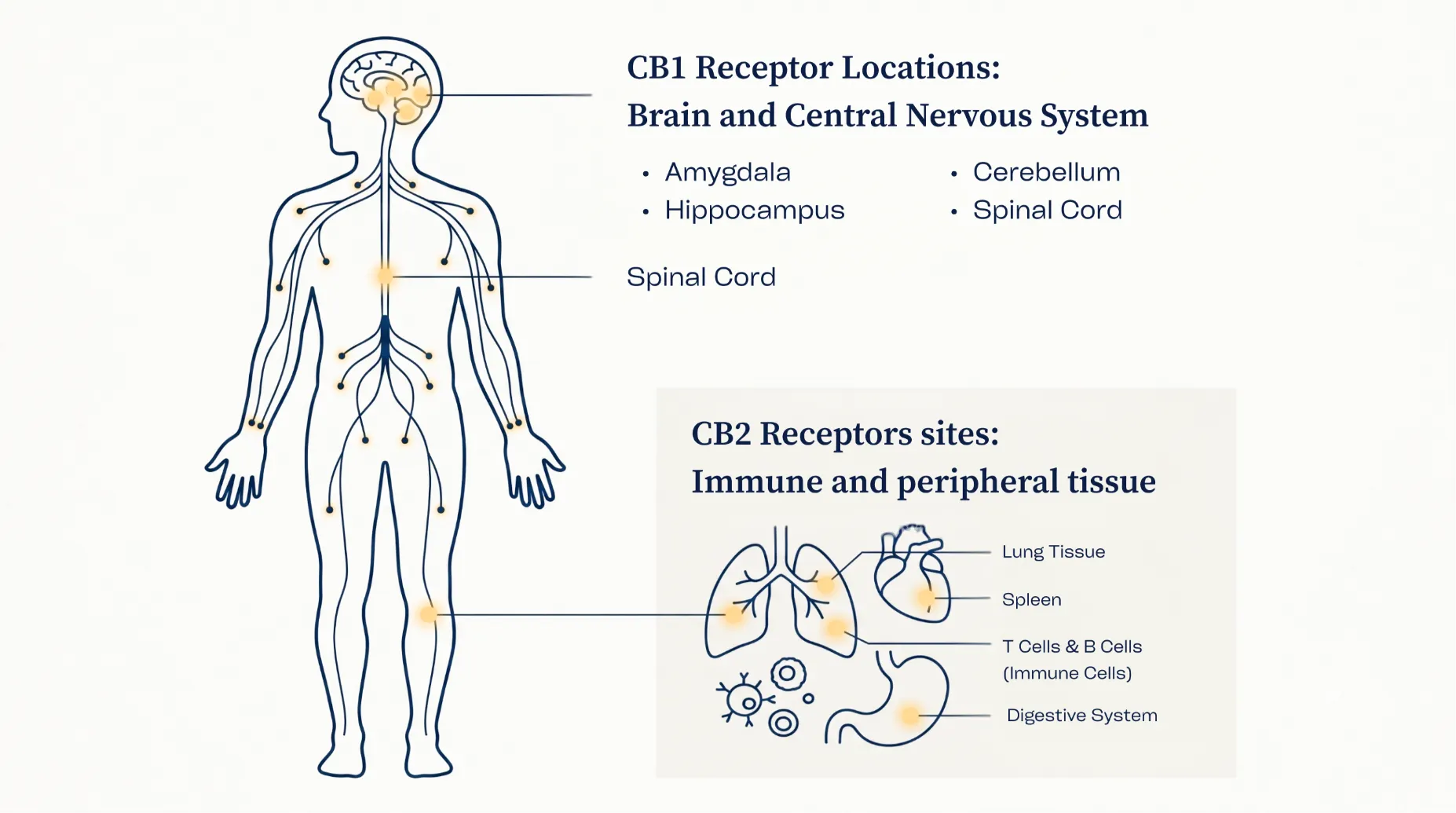 Diagram showing CB1 and CB2 receptor locations in the human body, illustrating how THC interacts with the endocannabinoid system.