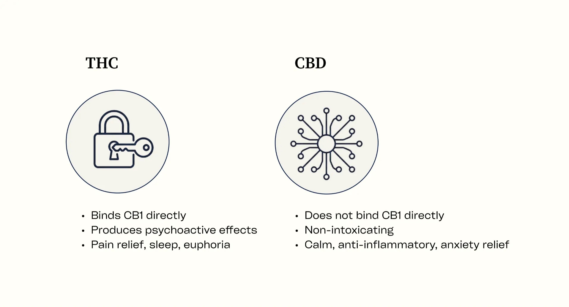 Two-column infographic comparing how THC binds to CB1 receptors directly versus how CBD works through multiple indirect pathways.