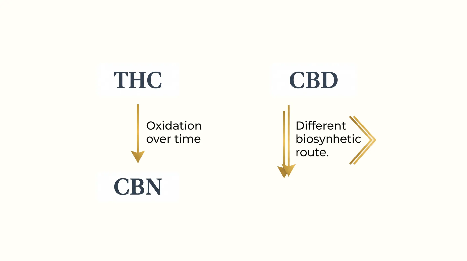 Infographic showing CBN forming from THC through oxidation, contrasted with CBD's separate origin pathway.