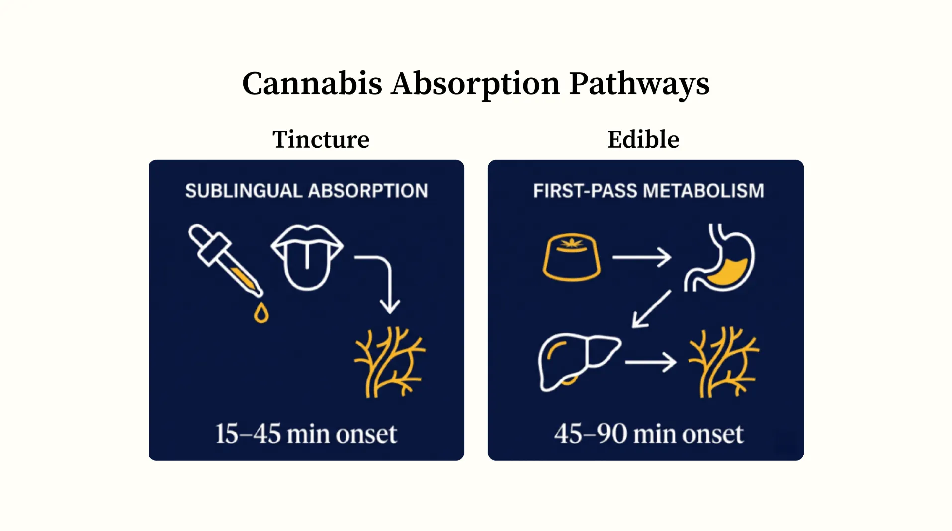 Infographic comparing tincture sublingual absorption versus edible first-pass liver metabolism, showing onset times for each.