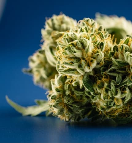 Cannabis flower buds